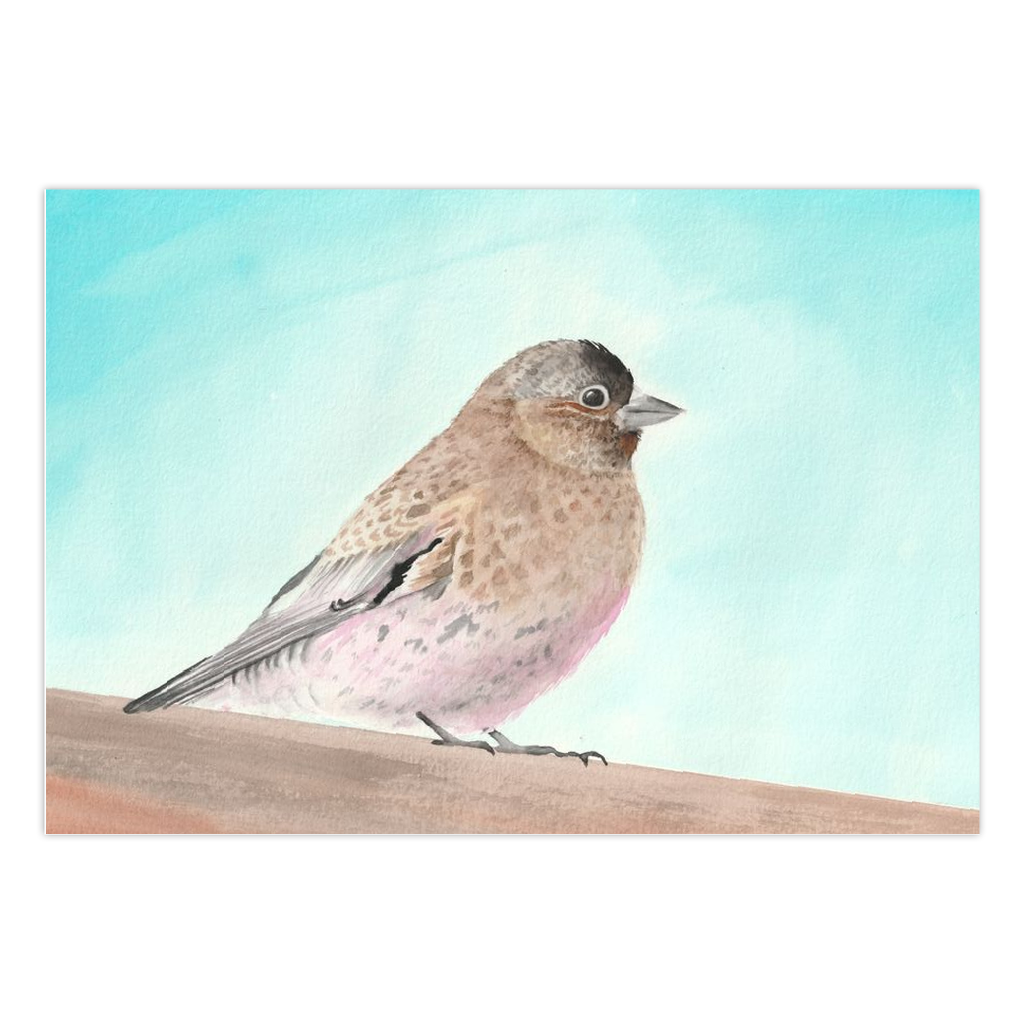 Rosy Finch Greeting Cards